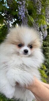 Pomeranian s p.p