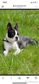 Pulroční fenečka bostonského teriéra čistokrevná bez pp