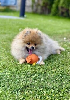 Pomeranian s PP