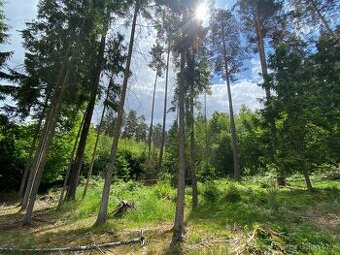 Lesní pozemek Lštění nad Zubřinou