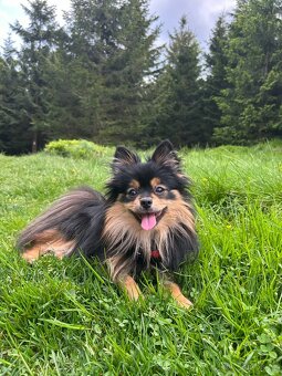 Pomeranian s PP FCI - Black and tan - pes 1,5 roku