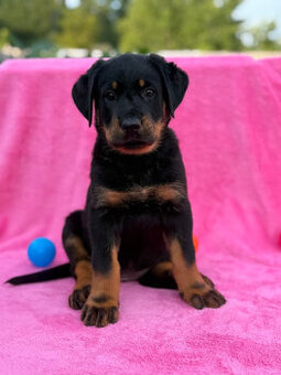 Beauceron štěňátka s PP ze zahraničního spojení