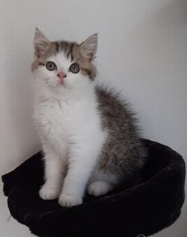 Britský kocourek s PP