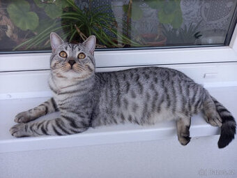 Britský roční kocour ke krytí