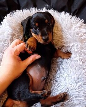 Jezevčík trpasličí