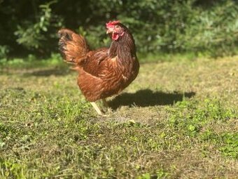 Prodej slepiček Litoměřice, Křešice, Polepy, Chodouny