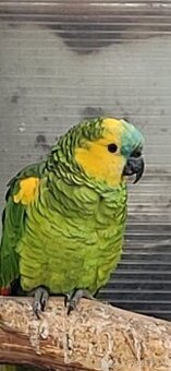 Koupím Amazonan modrocely