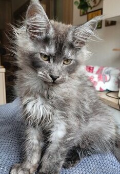 Mainská mývalí koťátka s PP