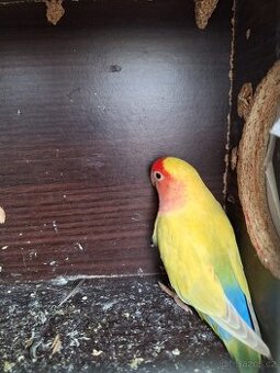 Agapornis růžohrdlý