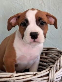 Americký stafordšírský teriér PP