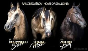 Připouštění QH hřebci 7panel N/N