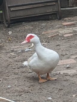 Prodám kachny na pekáč