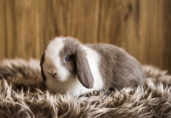 Zakrslý králík - minilop