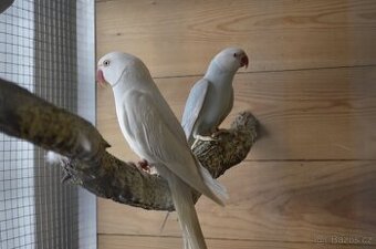 Alexandr malý - modrý palid HO