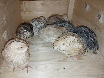 Prodám křepelky japonské nosné k odběru ihned