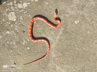 užovka červená, terárium