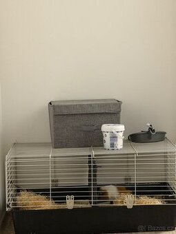 Prodám 2 morčata + klec