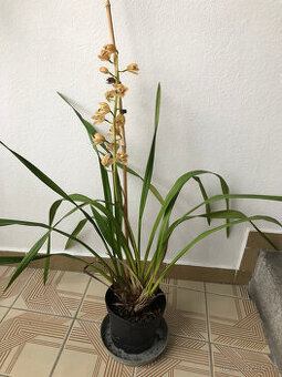 Prodám nebo vyměním cymbidium