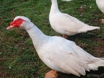 Prodám kačeny a kačery pižmové