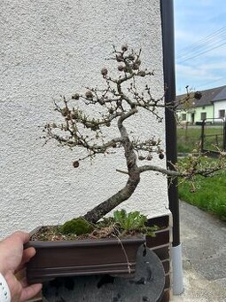 Bonsai modriny a yamadori briza belokora