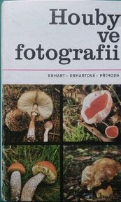 Houby ve fotografii.