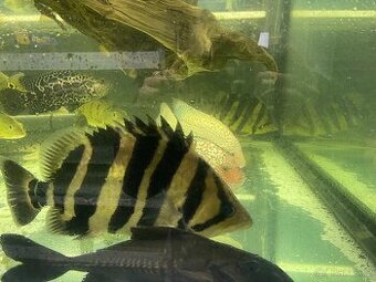 Prodam arowana , cichla , pirana…..
