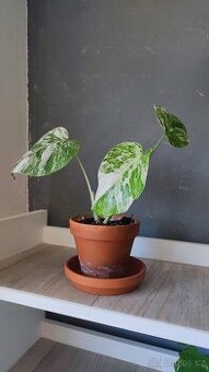 Monstera albo, anturium, pokojové rostliny