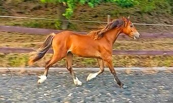 Roční hřebeček welsh cob sec. C