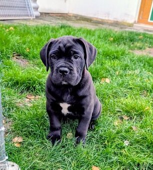 Cane Corso - štěňátka s PP