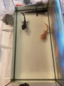 3 velké axolotly + vybavení - 1