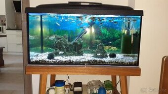 Komplet AKVÁRIUM 54 litrů i s rybičkama