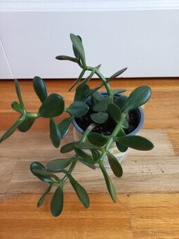 Crassula ovata - tlustice vejčitá