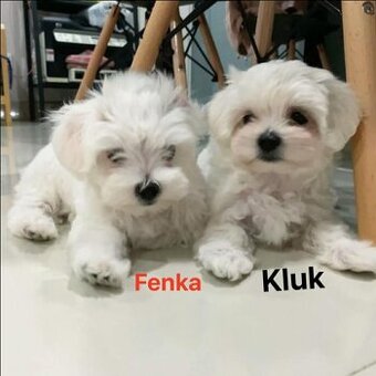 Maltézský psík/ maltezáček