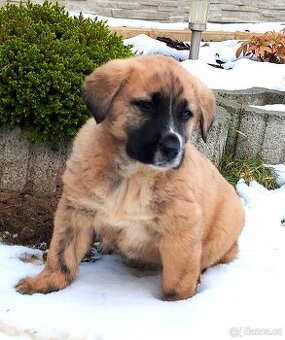 středoasijský pastevecký pes - 1