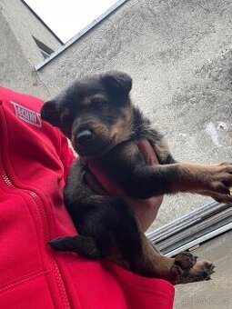 Inzerát – štěňata německého ovčáka