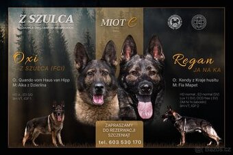 Německý ovčák štěňata s PP, work line,