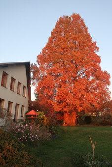 Prodám  metasekvoje