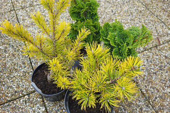 Borovice kleč "Golden Glow" - roubovanec