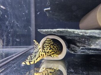 L 236 Super Yellow - odchov