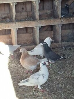 Poštovní holuby Standardní