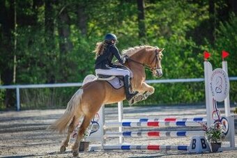 Na prodej klisna 141 cm, Pony B