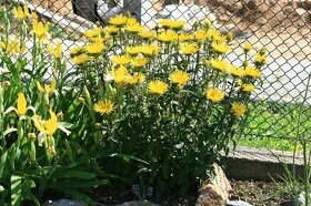 Oman srstnatý- Inula hirta 1000 semen 50 Kč
