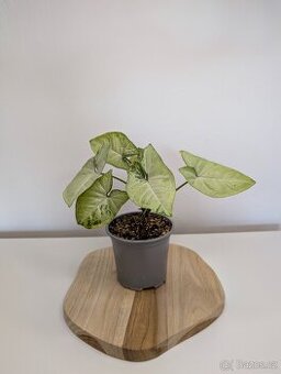 Syngonium Milk Confetti - 1