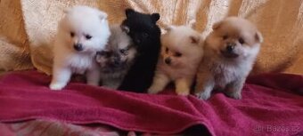 Stenata Pomeranian s PP