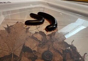 Prodej - Mnohonožka červená (Epibolus pulchripes)