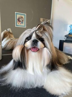 Shih tzu s PP / shi-tzu / shi tzu