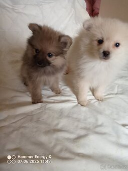 Trpasličí špic - pomeranian