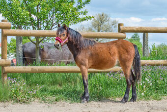 Roční klisnička welsh pony of cob type.
