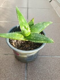 Sazenice aloe vera - 1