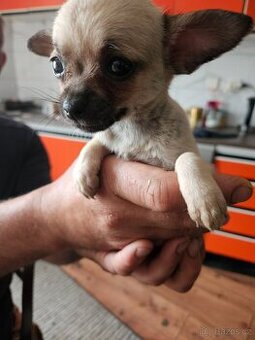 Mini civava